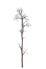 Fototapeta premium Dead tree or dried tree isolate on white background.Clipping path.