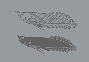 Obraz premium arowana fish