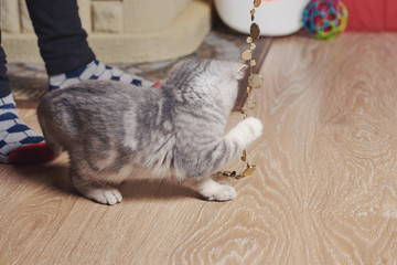 Child playing with little grey kitten. He is teasing it with the sparkling beads.