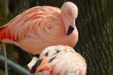 Beautiful Chilean flamingos