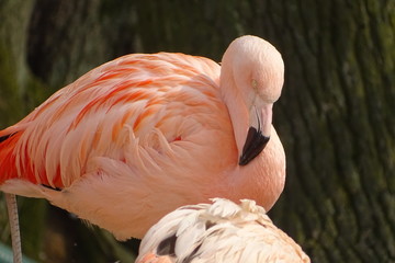 Beautiful Chilean flamingos