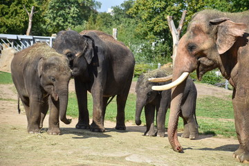 Fototapeta premium Elephas maximus - Indian elephant