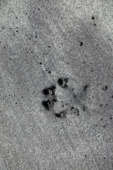 Pfotenabdruck im Sand Sandstrand