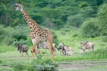Naklejka na ściany i meble giraffe in National park in African