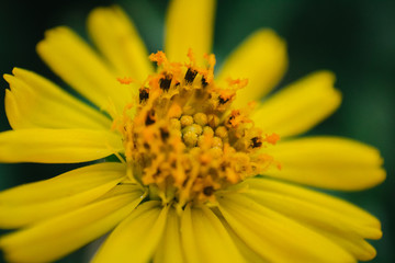 closeup of yellow flower