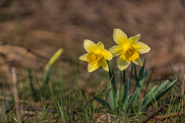 Fototapeta premium Wilde Narzissen in der Eifel