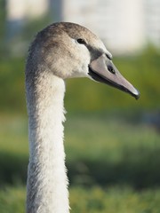 The neck and head of a wild grey swan