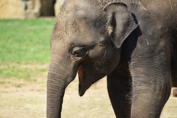 Fototapeta na wymiar Elephas maximus - Indian elephant