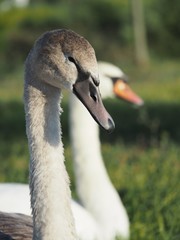 The neck and head of two wild gray swans