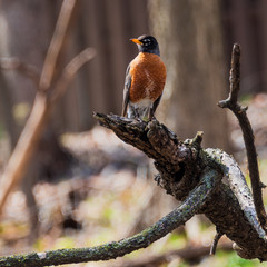 Robin