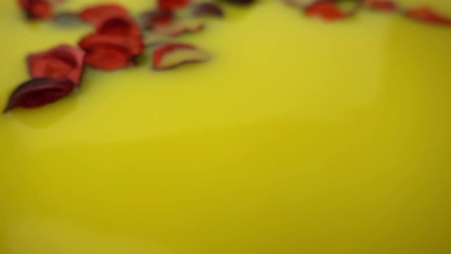 Macro photography of leaves of red roses on yellow paint in slow motion. Dry leaves falling on the yellow paint and flowing with the flow.