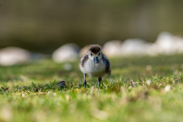 Kanadagans Küken Nachwuchs im Gras bei Frühling