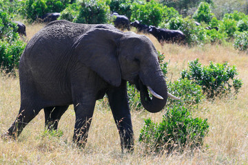 Big African elephant, Loxodonta africana, grazing in savannah in sunny day. Massai Mara Park, Kenya, Africa.