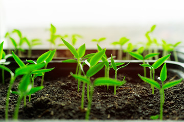Seedlings growing in boxes reaching for the shining sunlight. Ecology agricultural rural concept. Microgreen, organic healthy food. Greenhouse on the window