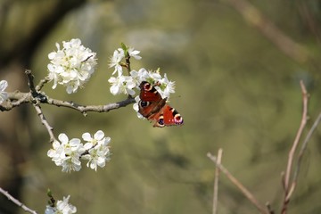 Butterfly on a blossom