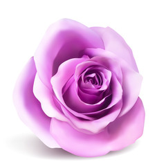 Realistic vector rose on white background. 3d bud of a pink rose.