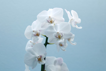 Orchidea na niebieskim tle © Edwardkarczmarski