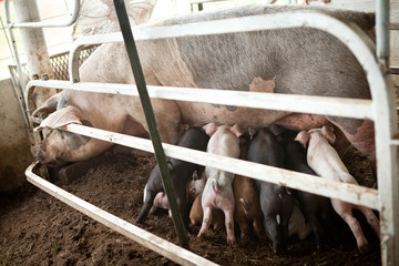 Piglets Feeding from a Sow at Agricultural Fair