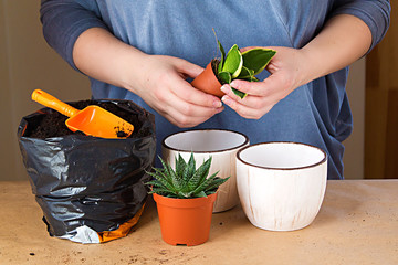 Woman's hands transplanting plant a into a new pot.