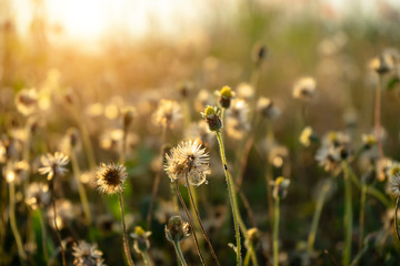 Soft focus the seeds of Coat buttons or Mexican daisy flower