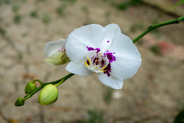 White orchid of Phalaenopsis flower.