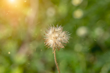 Soft focus the seeds of Coat buttons or Mexican daisy flower