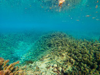 Fototapeta na wymiar underwater landscape with algae and blue water