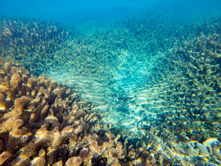 underwater landscape with algae and blue water