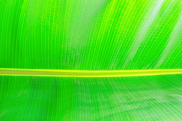 Macro shot of green palm leaf streak structure surface, texture image with selective focus. Exotic...