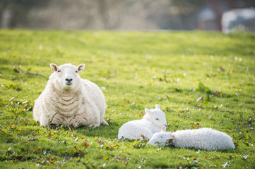 Obraz premium lambs walking in a field with the mother in sunny day