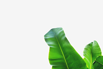 Summer mood concept. Tropical background with bunch of banana palm tree leaves with copy space for text. Striped leaf texture. Flat lay, top view, close up, isolated.