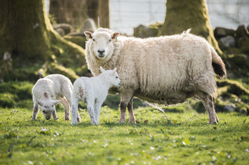 lambs walking in a field with the mother in sunny day
