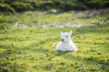 Lamb, alone,  in a field, sunny day