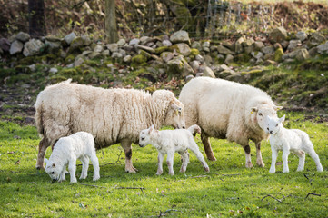 Obraz premium lambs walking in a field with the mother in sunny day