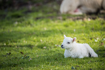 Naklejka na ściany i meble Lamb, alone, in a field, sunny day