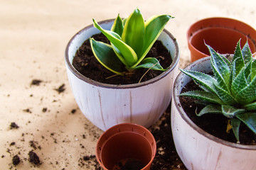 Woman's hands transplanting plant a into a new pot.