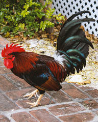 portrait of a rooster