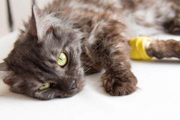 grey cat lying with a catheter in his paw