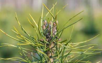 Young pine buds in early spring close up.