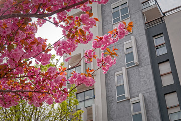 Cherry Tree in front of building, Hanami_2