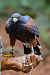 Adler auf Lederhandschuhe