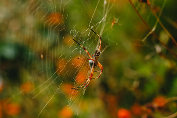 spider on web