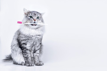 Funny smiling gray tabby cute kitten with blue eyes brushing his teeth. Pets care and lifestyle...