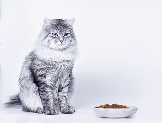 Beautiful lovely fluffy cat sitting next to a food bowl and licking lips on grey background. Funny...