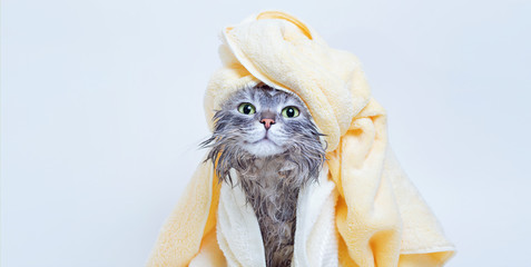 Funny smiling wet gray tabby cute kitten after bath wrapped in yellow towel with green eyes. Pets and lifestyle concept. Just washed lovely fluffy cat with towel around his head on grey background.