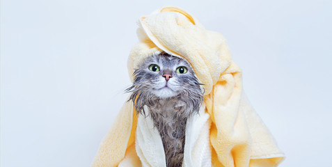Funny smiling wet gray tabby cute kitten after bath wrapped in yellow towel with green eyes. Pets...