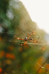 spider back sun