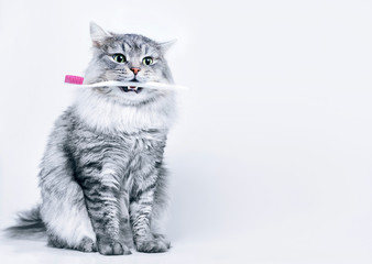 Funny smiling gray tabby cute kitten with green eyes brushing his teeth. Pets care and lifestyle...