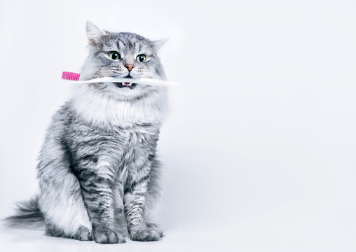 Funny smiling gray tabby cute kitten with green eyes brushing his teeth. Pets care and lifestyle concept. Lovely fluffy cat with toothbrush in mouth on grey background.