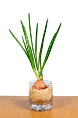 Green onions on a white background in a glass. isolate